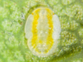 Trioza remota